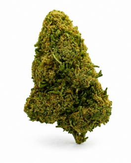 Amnesia White